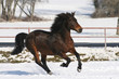 Joyeux galop