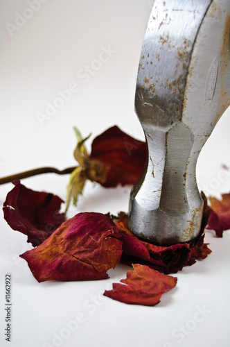 Photo: Hammer smashing Dried Rose Hammer smashing Dried Rose