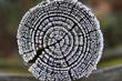 Baum Textur
