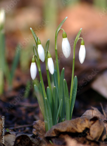 Photo: Schneeglöckchen. Arkadia Schneeglöckchen. Arkadia