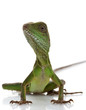 Baby Chinese Water Dragon
