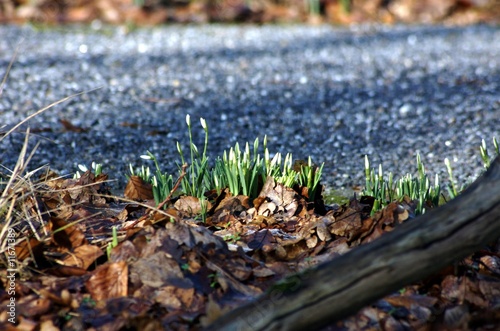 Photo: Frühlingszeit im Wald Frühlingszeit im Wald