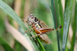 Grasshopper sitting on a blade closeup