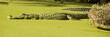 Gator in Duck Weed