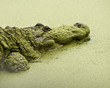 Gator Head in Duck Weed