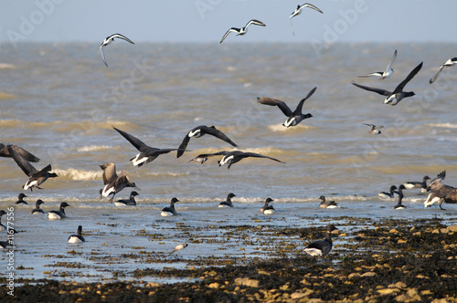 Foto: oiseaux migrateurs oiseaux migrateurs