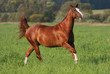 Chestnut horse on field