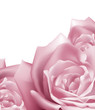 Pink Roses