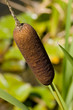 Cattail Closeup