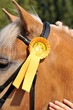 Pferd, Haflinger, Siegerschleife Pferd, Haflinger, Siegerschleife