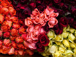 Colorful Roses