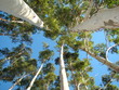 Cielo Arbolado
