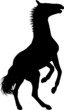 Wildpferd Wildpferd