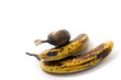Over-ripe bananas