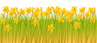 Spring background with flowers  of vector illustration