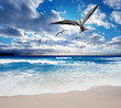 Birds of Paradise