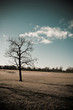 Tree Tree