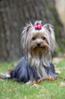 petit yorkshire terrier à l'air inquiet
