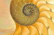 Nautilus Shell