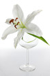 Lilium