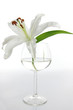 Lilium