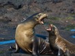 Photo: Galapagos Sea Lions in an intense argument. Galapagos Sea Lions in an intense argument.