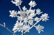 Doldenblüter mit Eiskristallen