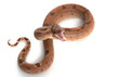 Hypo Central American Boa Hypo Central American Boa