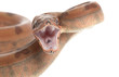 Hypo Central American Boa Hypo Central American Boa