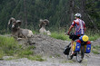 Ungewöhnliche Begegnung bei Golden, BC - Kanada