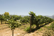 Chardonay vineyard in South Africa
