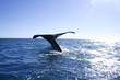 baleine valdes 2