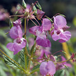 Druesiges Springkraut