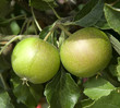 Apfel, Cox Orange