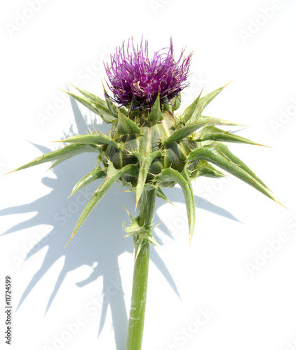 Foto: Mariendistel Mariendistel