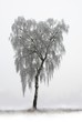 lonely birch