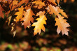 Autumn leaves