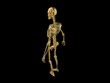 Video: Rotierendes goldenes Skelett Rotierendes goldenes Skelett