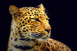 Leopard Leopard