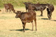 taureau de camargue