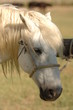 cheval camargais
