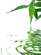 feuilles du bambou de la chance feuilles du bambou de la chance