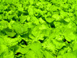 Vegetable Hydroponic 05