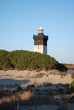 Pins et phare