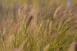 Crimson Fountain Grass Bunch