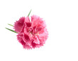 valentine  flower background pink carnation