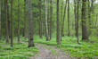 Narrow path through spring forest with Wood Anemone Narrow path through spring forest with Wood Anemone