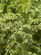 Vegetable call Hydroponic 1