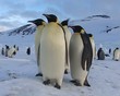 Banquise de Ross (Antarctique) les Empereurs