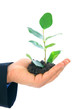 Growth Of New Life